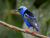 Red-legged Honeycreeper