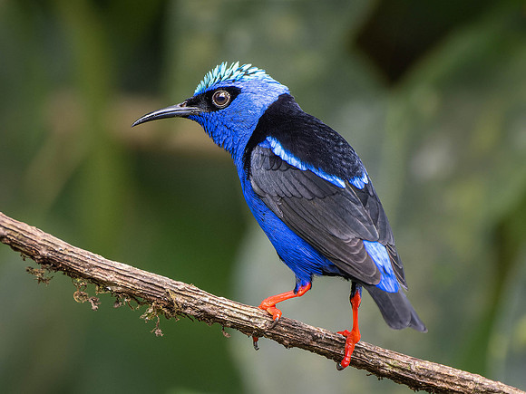 Red-legged Honeycreeper