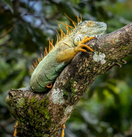 Green Iguana