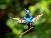 Red-legged Honeycreeper