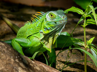 Green Iguana