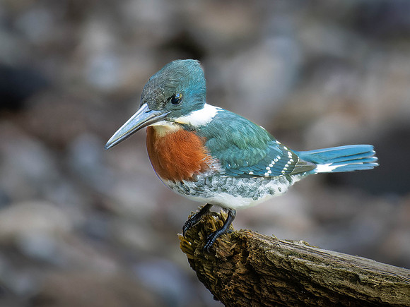 Male Green Kingfisher