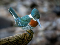 Male Green Kingfisher
