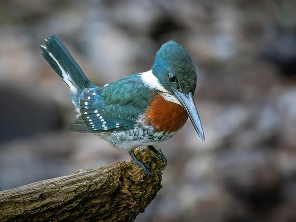Male Green Kingfisher