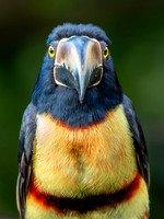 Collared Aracari