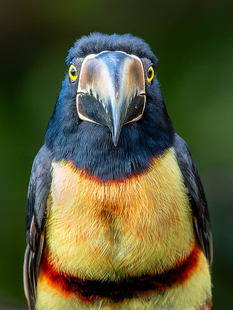Collared Aracari