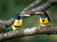 Collared Aracari Pair