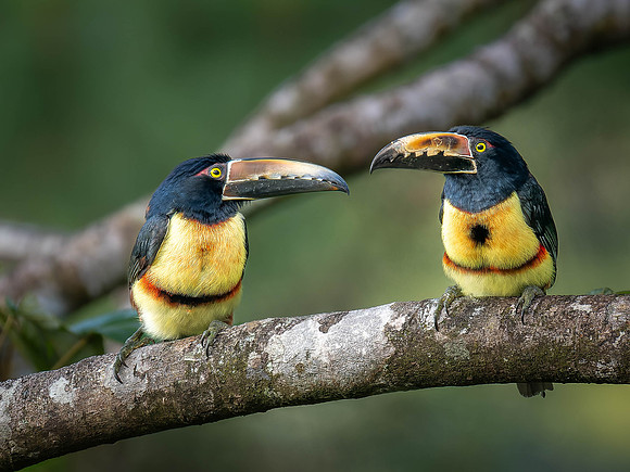 Collared Aracari Pair