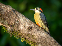 Black-cheeked Woodpecker