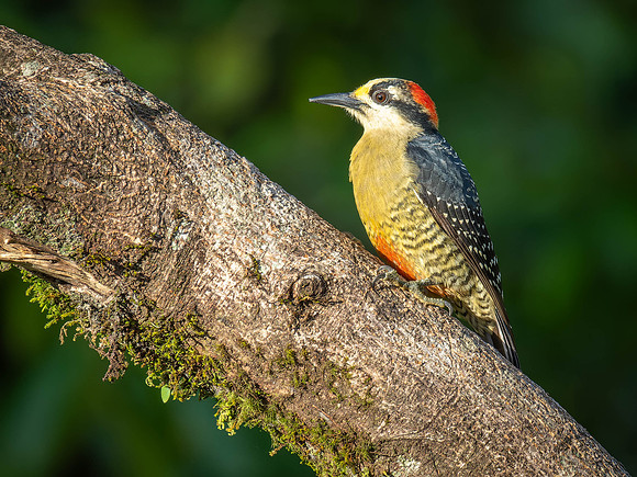 Black-cheeked Woodpecker