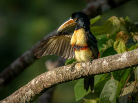 Collared Aracari
