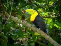 Kiel-billed Toucan