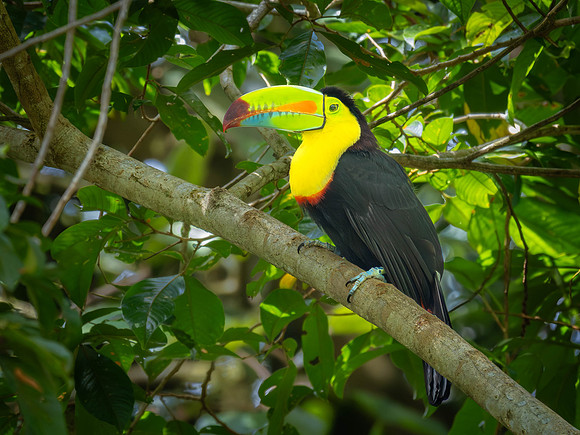 Kiel-billed Toucan