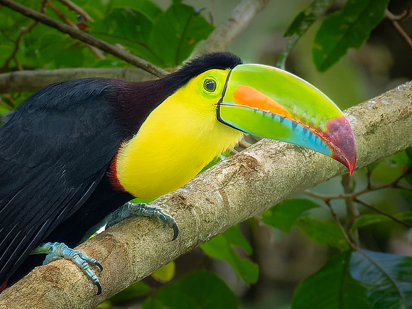 Kiel-billed Toucan