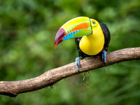 Kiel-billed Toucan