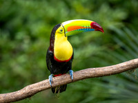 Kiel-billed Toucan
