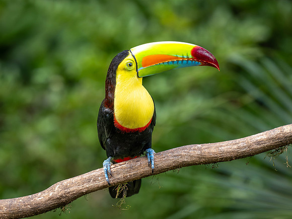Kiel-billed Toucan