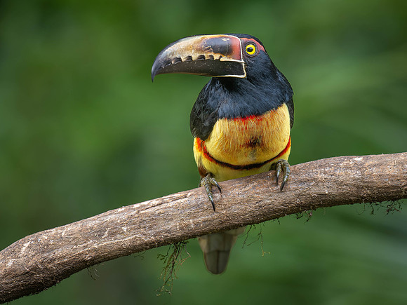 Collared Aracari