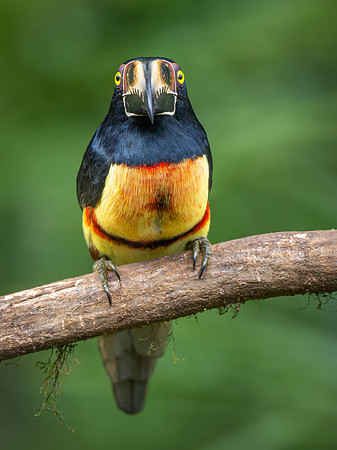 Collared Aracari