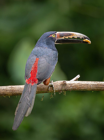 Collared Aracari