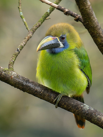Northern Emerald Toucanet