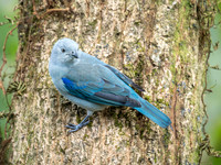 Blue-grey Tanager