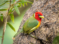 Red-headed Barbet