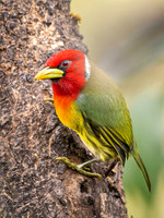 Barbets
