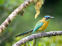 Lesson's Motmot