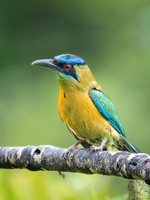 Lesson's Motmot