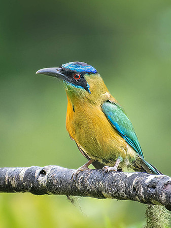 Lesson's Motmot