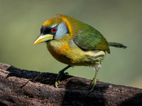 Red-headed Barbet, Female