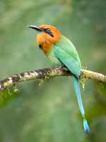 Rufous Motmot