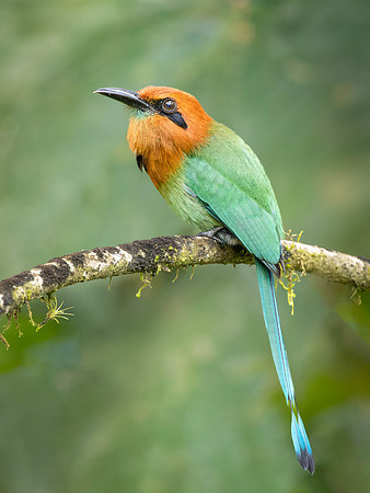 Rufous Motmot