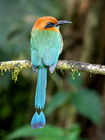 Rufous Motmot
