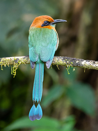 Rufous Motmot