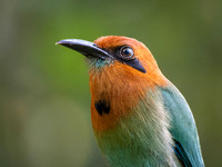 Motmots