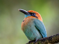 Rufous Motmot