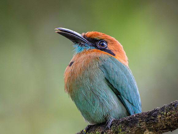 Rufous Motmot
