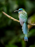 Keel-billed Motmot