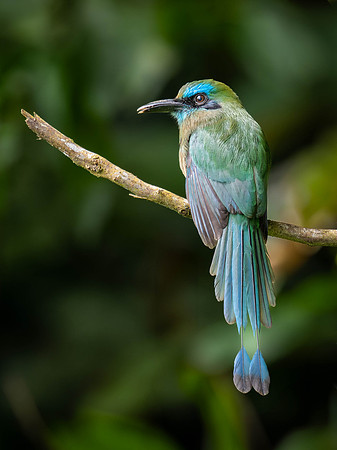 Keel-billed Motmot