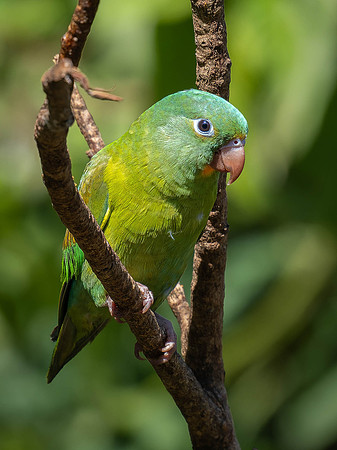 Orange-chinned Parakeet