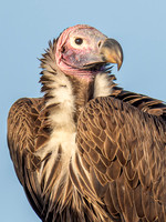 Lappet-Faced Vulture