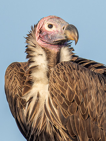 Lappet-Faced Vulture