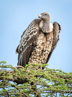 White Backed Vulture
