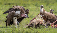 The cleen-up Crew (Vultures)