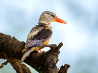 Grey-Headed Kingfisher