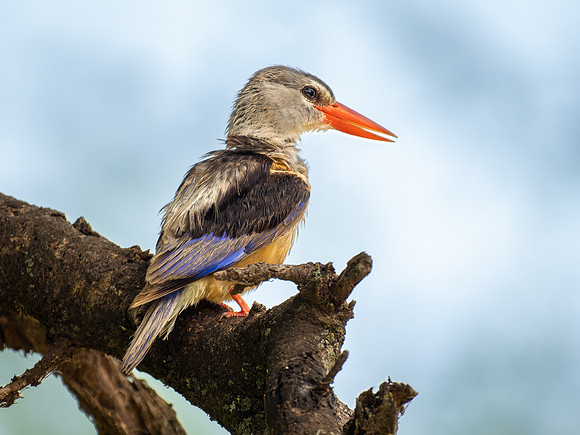 Grey-Headed Kingfisher