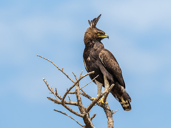Long-Crested Eagle