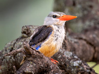 Kingfishers